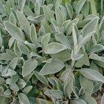 lambs-ear