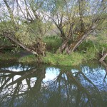Dodge Creek in Portville