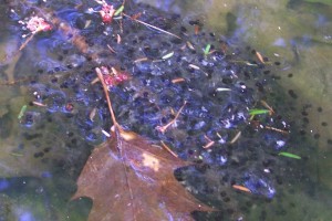 jefferson salamander eggs