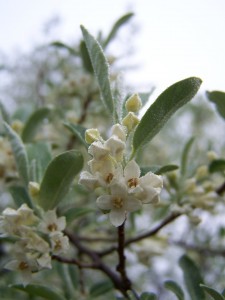 Invasive Autumn Olive