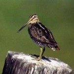 Common Snipe