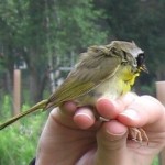 common yellowthroat