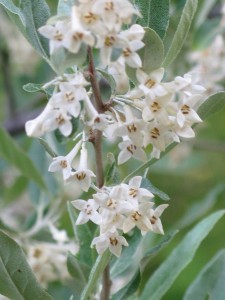 Autumn Olive (Elaeagnus umbellata)