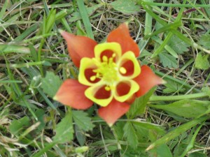 Canadian Columbine (aquilegia canadensis)