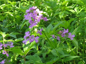 Dame's Rocket (Hesperis matronalis)