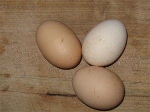 Farm fresh eggs