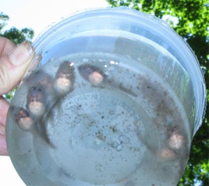 Tadpoles aglow in the dish