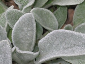 Lamb's ear (Stachys)