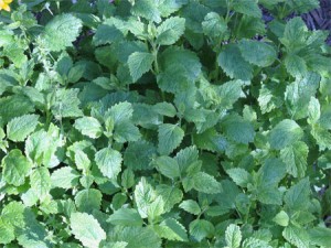 Lemon balm