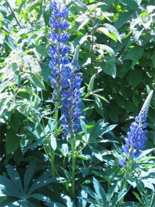 Lupine (Lupinus perennis)