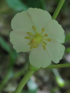 Mayapple (Podophyllum peltatum)