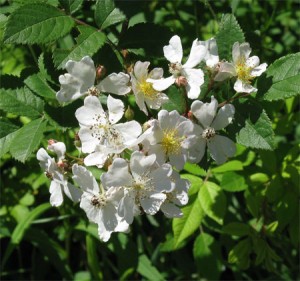 Multiflora Rose (Rosa multiflora) A real problem plant, but a lovely smell in the morning