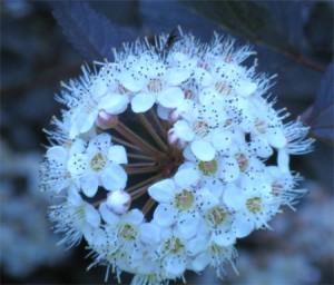 Closeup of Ninebark flower head