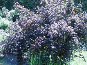 Purple-leafed Ninebark (Physocarpus opifolius Diablo)