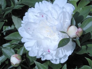 Peony (Paeonia)