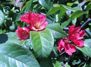 Japanese Flowering Quince (Chaenomeles japonica)