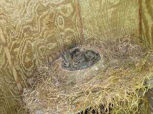 Robin babies, just 6 days after hatching