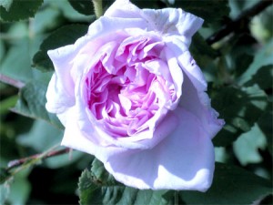 Old-Fashioned Shrub Rose (Rosa)