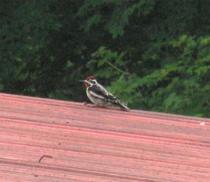 Yellow Bellied Sapsucker