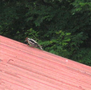 Sapsucker at work