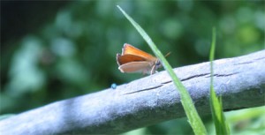 Skipper on a branch