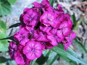 Sweet William (Dianthus barbatus)