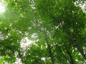 Trees sway in the breeze