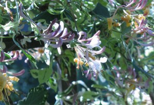 Variegated Honeysuckle Vine (Lonicera pericyclemenum Harlequin) This AMAZING fragrance is best in early morning and late evening