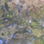 Tadpoles glowing in the ditch