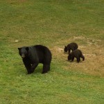 Mama Bear & Cubs