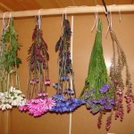 drying-flowers