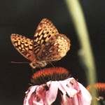 Fritillary on Echinacea