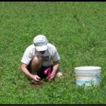 Volunteers planting chestnuts