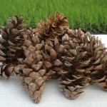 white-pine-cones