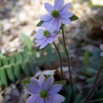 Hepatica