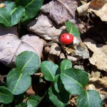 Partridge Berry