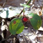 Wintergreen aka Teaberry