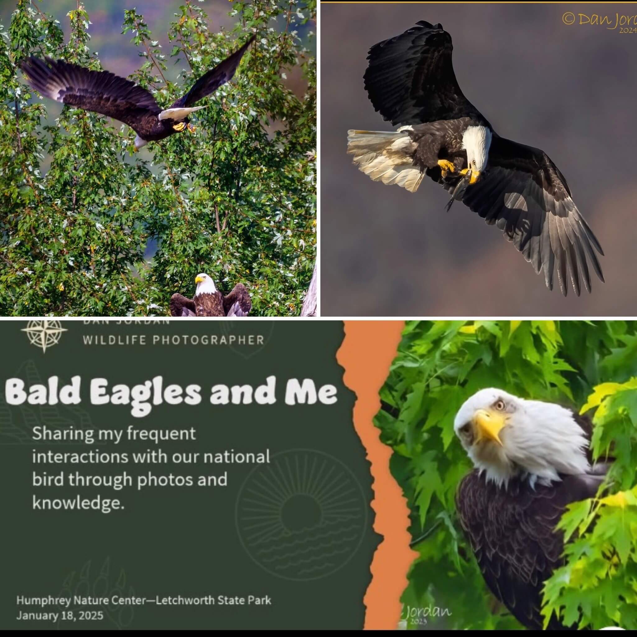 Dan Jordan bald eagle photos