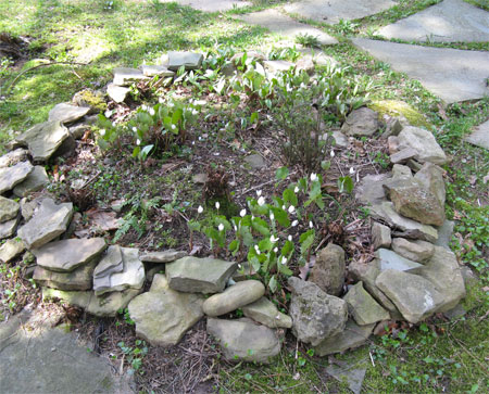 bloodroot circle