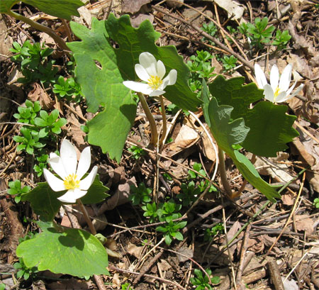 bloodroot open