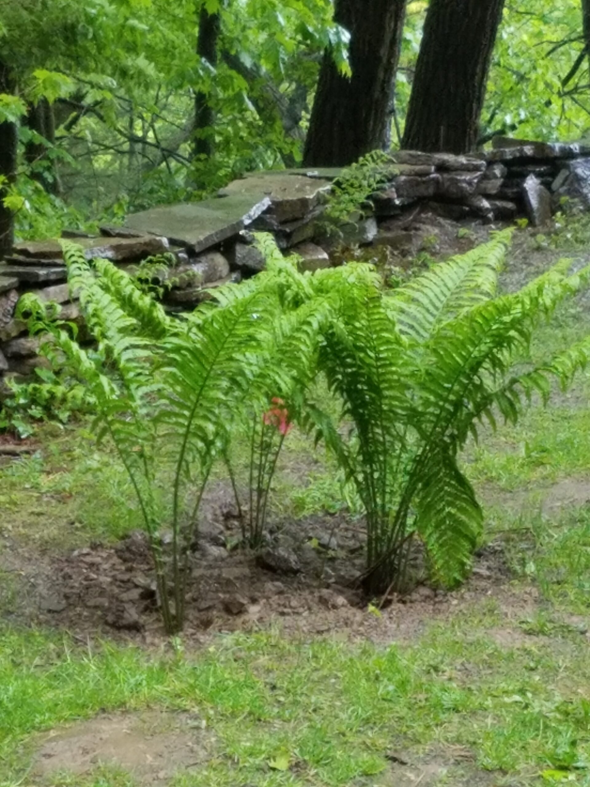 Ferns at Lillibridge