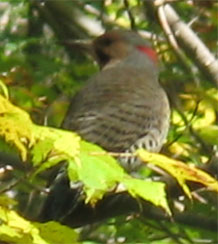 northern flicker.jpg