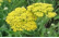 golden yarrow