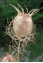 love-in-a-mist seed pod