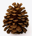 pine cone