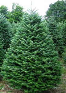 Christmas Trees: Artificial vs. Real « Pfeiffer Nature Center