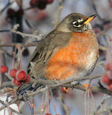 American Robin.jpg