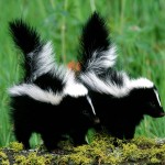 two skunks